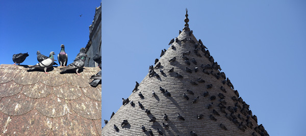 drone effaroucheur urbain pigeons